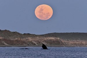 La playa agreste de Madryn que está entre las más lindas del continente