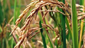 Día internacional del arroz: La base de la alimentación para la mitad del planeta