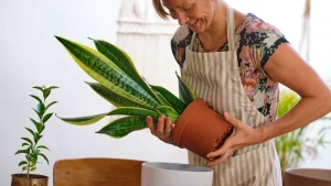 Tendencias: ¿Por qué es beneficioso tener una planta de lengua de suegra en casa?