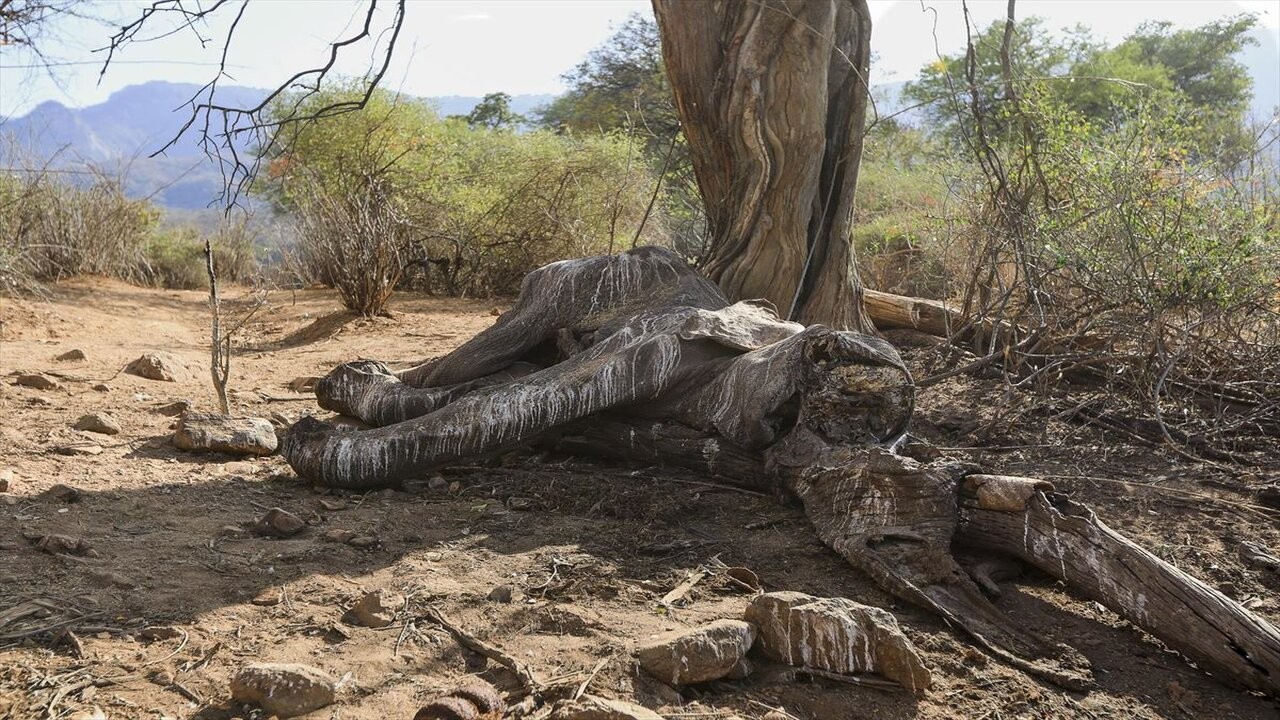 La ONG WWF pide un "Acuerdo de París" para la preservación silvestre 1 20221013162626_elefanteaafrikaefe_amp_w1200_1.jpg