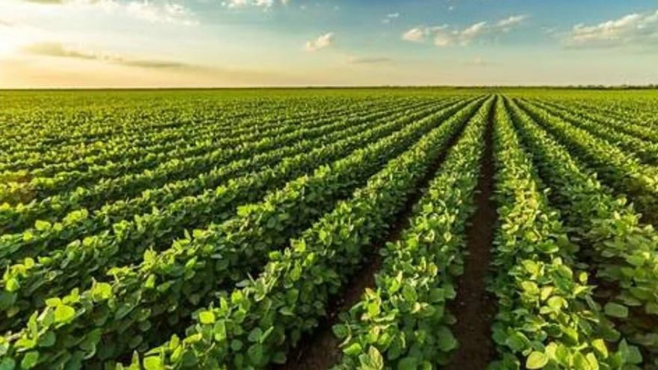 La venta de soja ronda el millón de toneladas en los primeros 3 días 1 520174.jpg