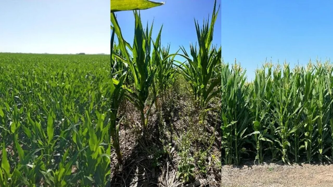 Tras las lluvias, afirman que el maíz tardío es el cultivo con mayor potencial de rinde 1 5SU3FQS4URBSBAYNWYRDRIWOCU.jpg