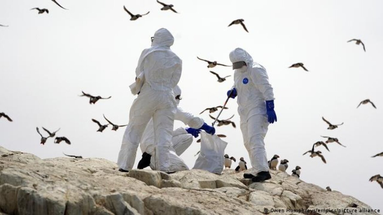 Gripe Aviar: Perú cierra sus playas 1 63879761_303_1.jpg