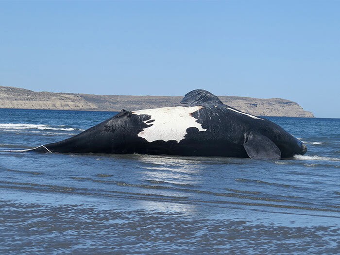 656269 ballena 20franca 20muerta 20chubut 20 282 29