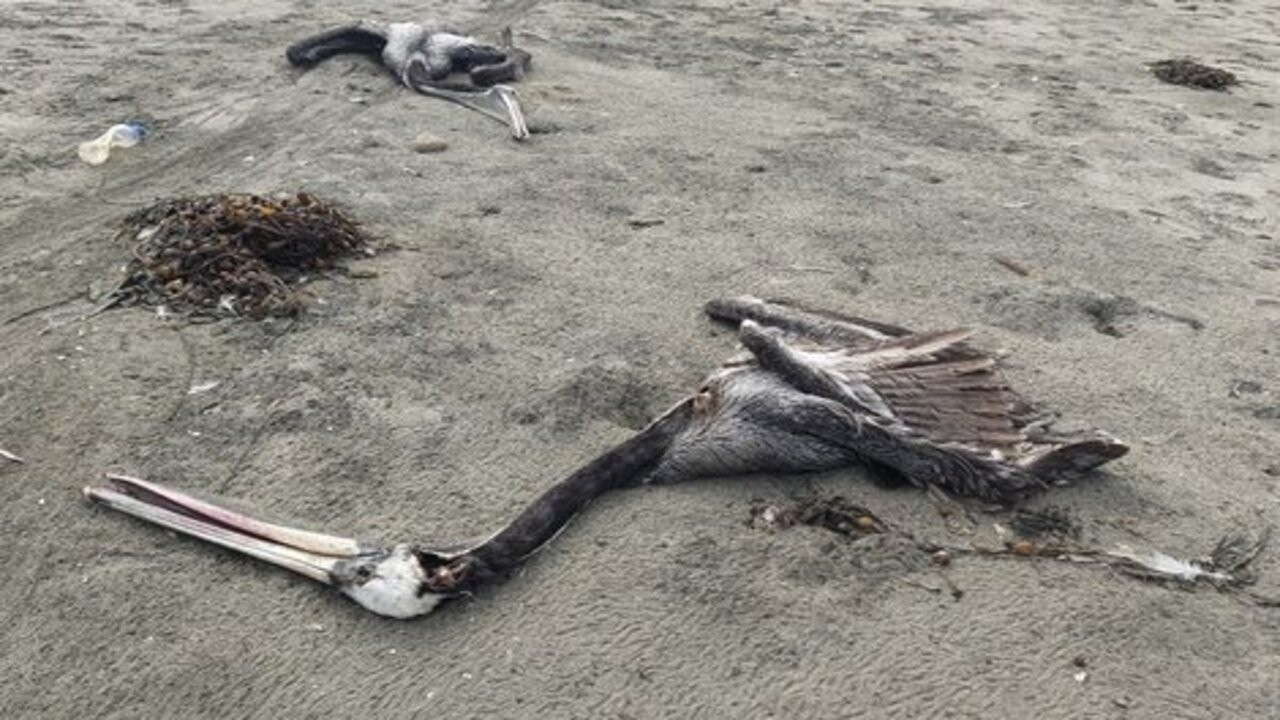 Murieron 14.000 aves marinas silvestres por la gripe aviar en Perú 1 674606-47876-000-32tg9bf_1.jpg
