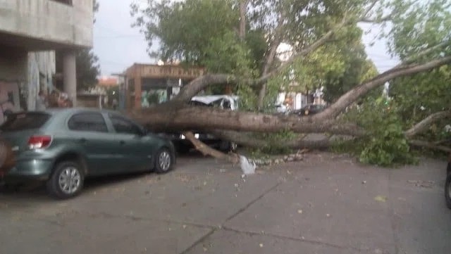 Mar del Plata: emiten un alerta meteorológico por fuertes tormentas 2 ARBOLES_CAIDOS_EN_MAR_DEL_PLATA.jpg