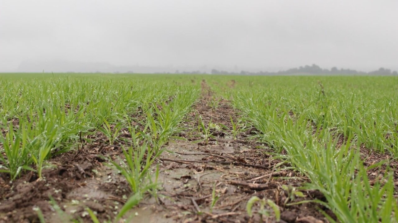 Llegaron las lluvias al campo, pero fueron escasas 1 B1ubW18l7_1256x620__1_1.jpg
