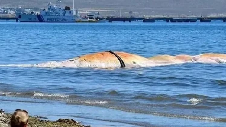 Ya son 13 las ballenas muertas en Golfo Nuevo 1 BALLENAA.jpg