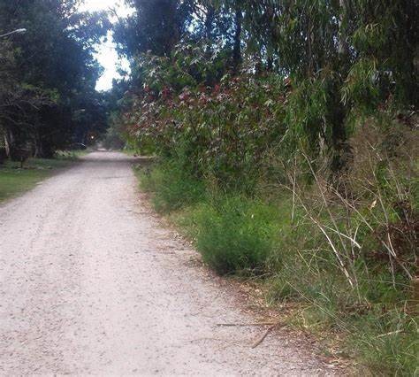 Violencia en el Bosque Peralta Ramos: balearon a un motociclista por chocar a una nena de 5 años 1 BOSQUE_PERALTA_RAMOS.jpg