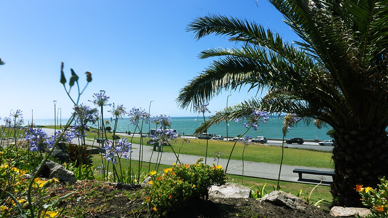 Costa_mar_del_plata_parque_san_martin_plantas.jpg