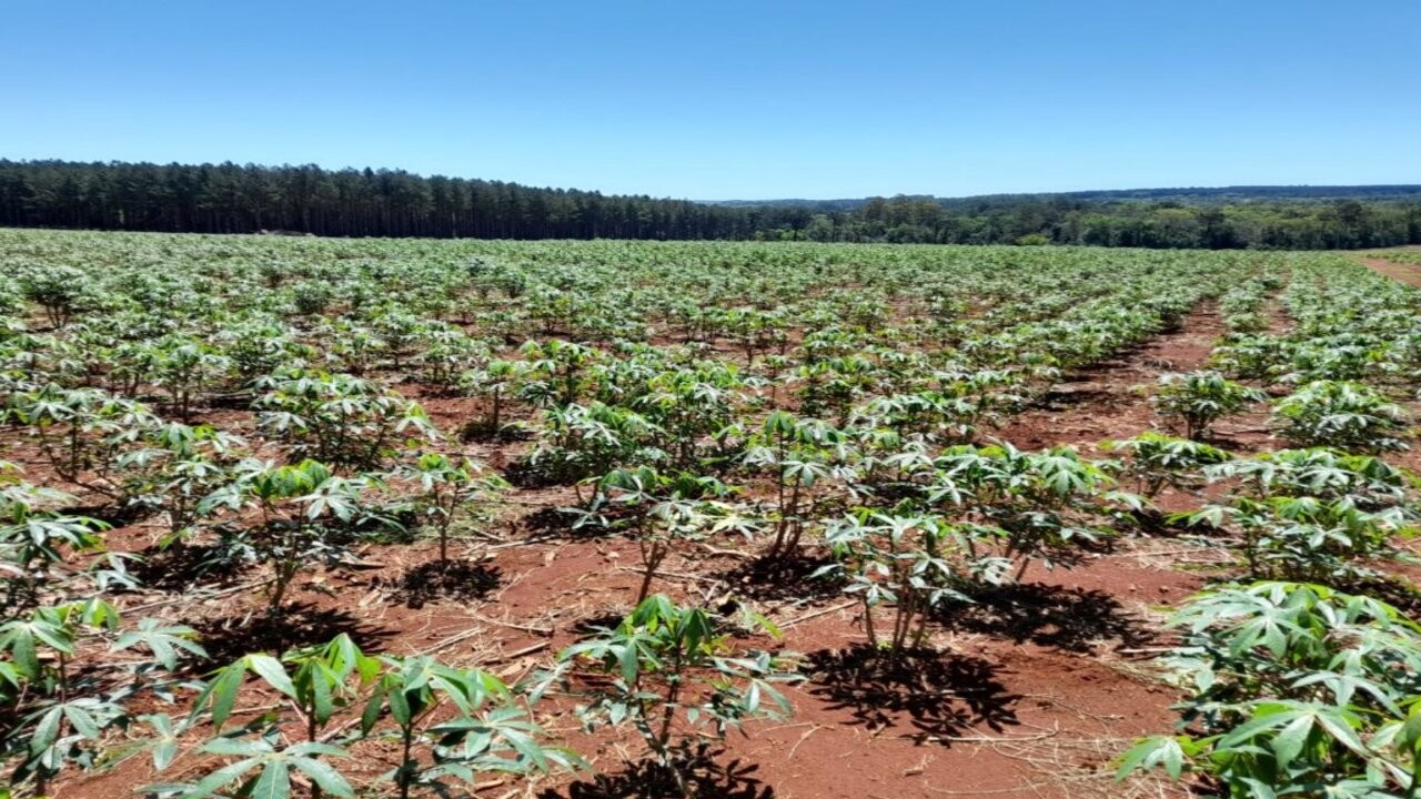 Las lluvias de Año Nuevo alivió al campo en las principales provincias agrícolas 1 F3BIT5TBCFH73DYQLNOGWHRDKQ_1.jpg
