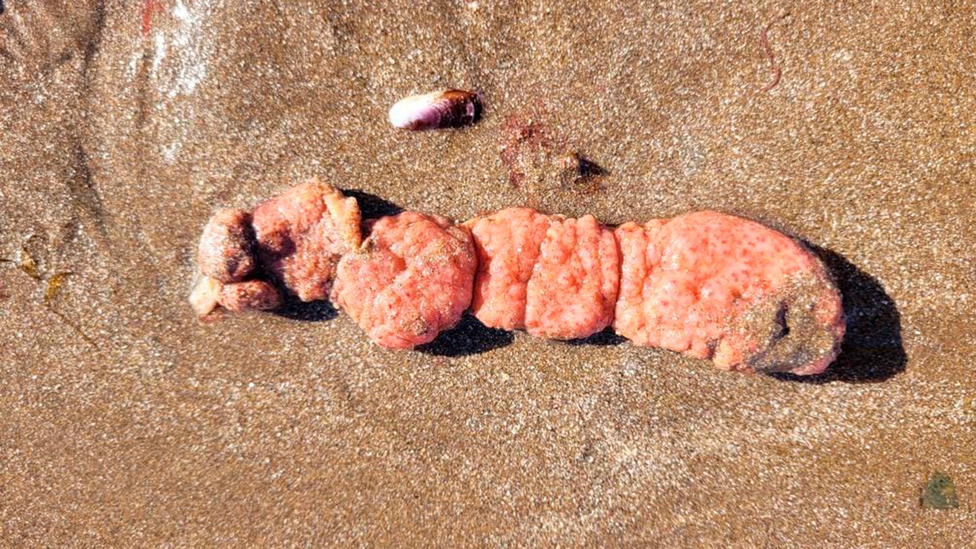 ¿Qué son las “Papas de Mar” que aparecieron en la costa de Mar del Plata? 1 GPVWGDOHMBBKVJLU63URIG2F64.jpg