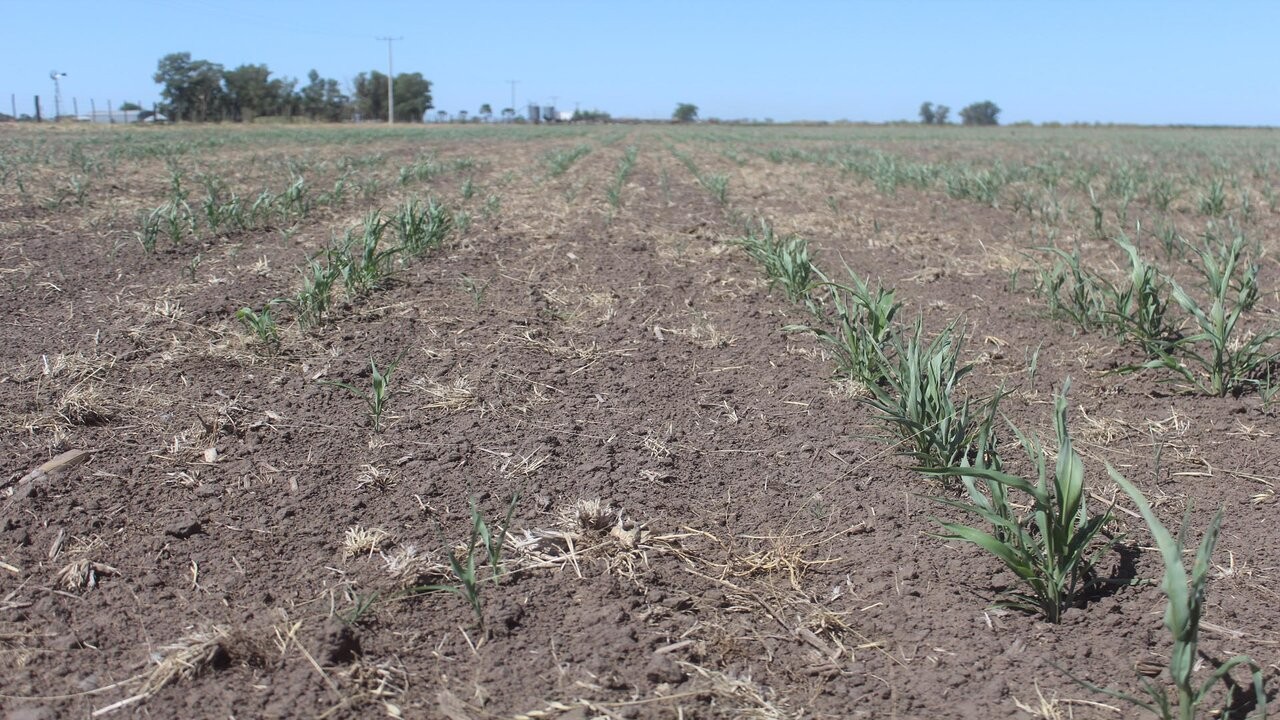 Sequía: el Estado se queda con casi un 6% más de la renta agrícola 1 HGCQQSYZ4VHTJA7NUFWSRCLMDY.jpg
