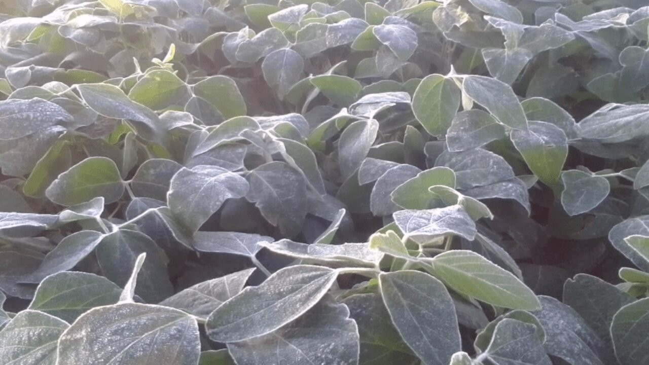 Una helada impactó sobre los cultivos en La Pampa, San Luis, Santa Fe, Buenos Aires y Córdoba 1 HeladaSoja.jpg