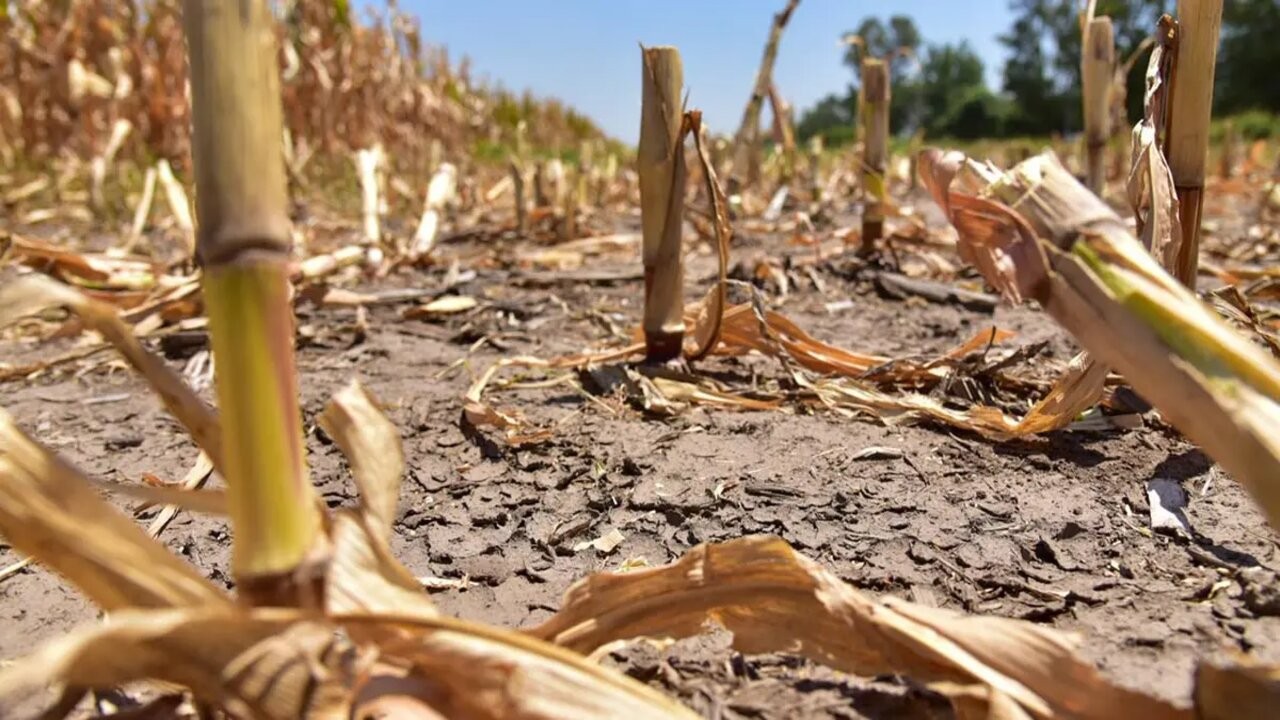 Sequía: rebajan en un 15% la estimación de cosecha de maíz y en un 7% la de soja 2 ISYTYIAPKZEGPCTOHY3YI6XR64.jpg