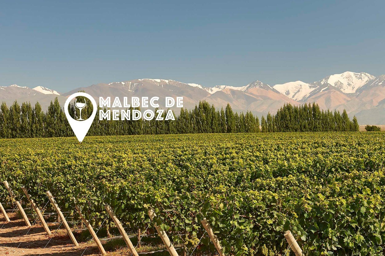 Malbec-Mendoza.jpg