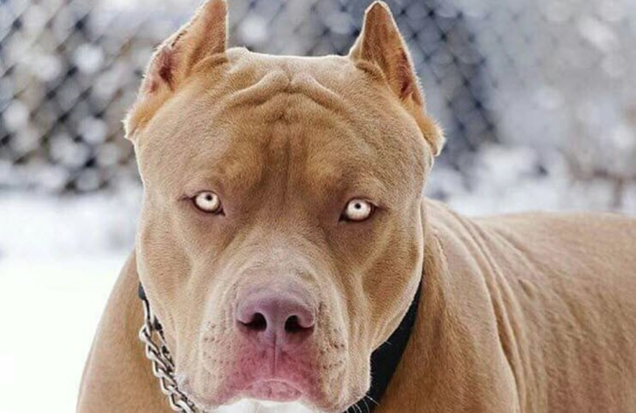 Un perro pitbull mató a una nena de 10 años 1 R.png