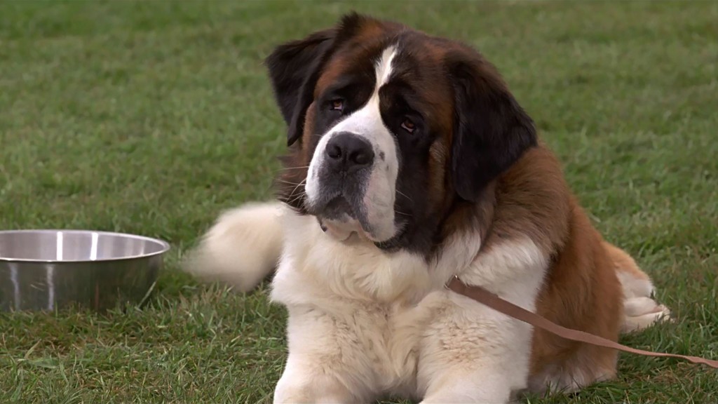 Dia Nacional del Animal: Las mascotas del cine 3 R_1.jpeg