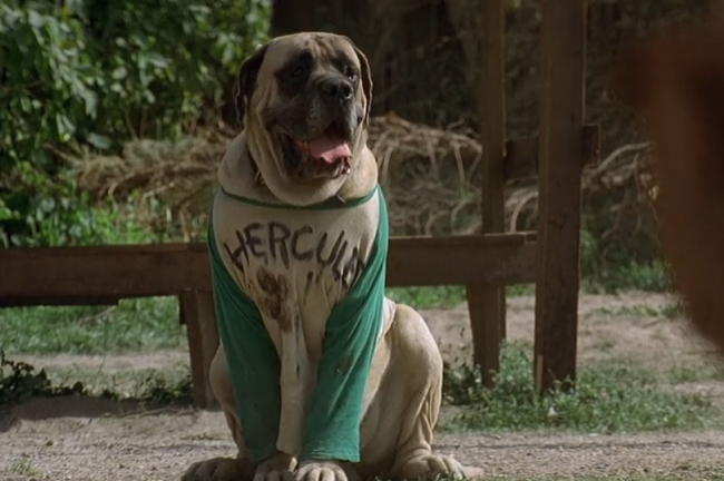 Dia Nacional del Animal: Las mascotas del cine 4 R_copy_copy.png