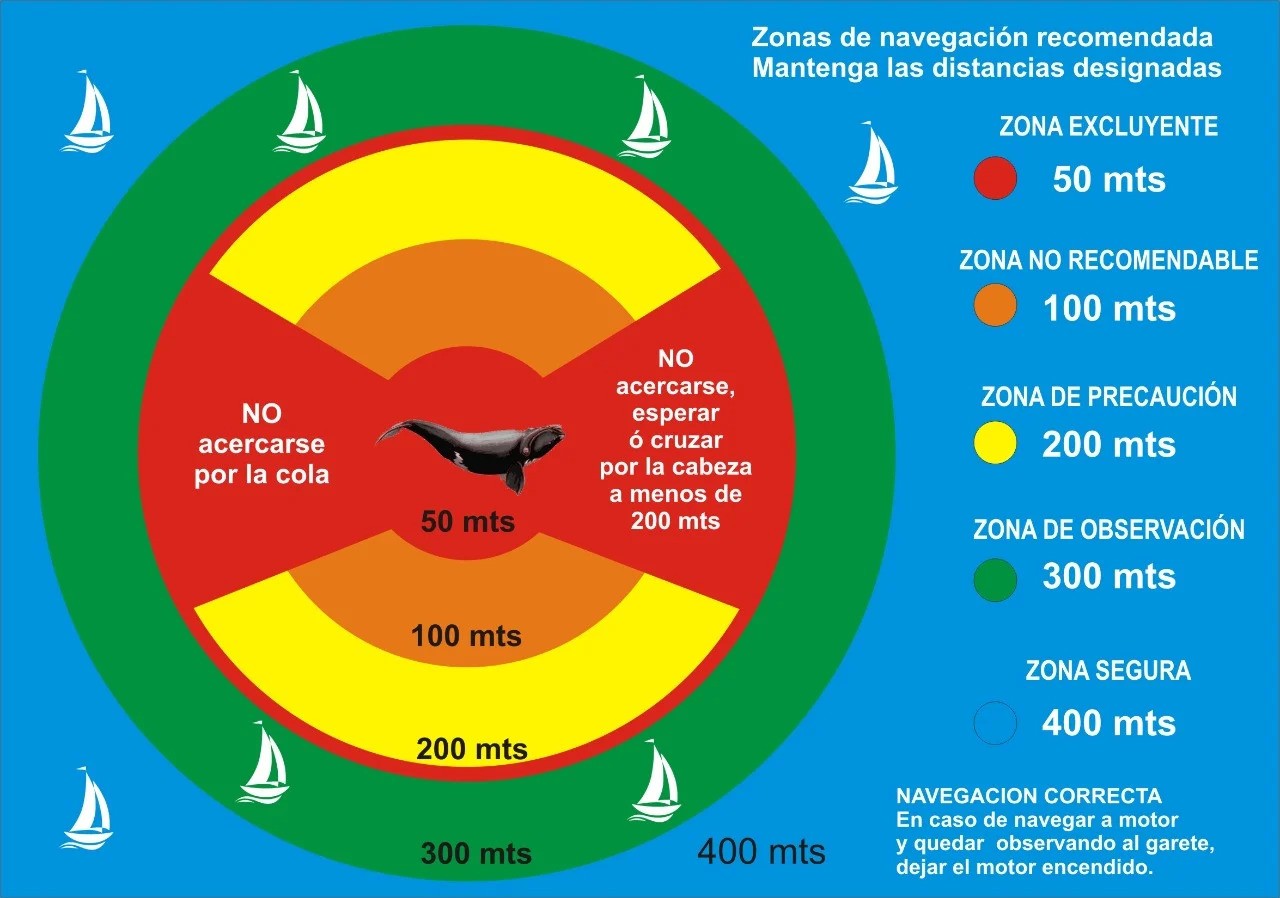 Comparten medidas de seguridad para navegar en presencia de ballenas 1 WhatsApp Image 2022 08 04 at 8