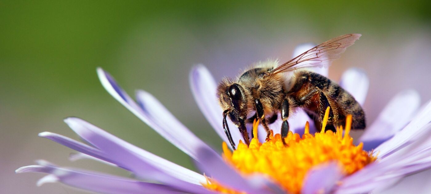 Día Mundial de las Abejas: ¿por qué se festeja el 20 de mayo? 1 abejas.jpg