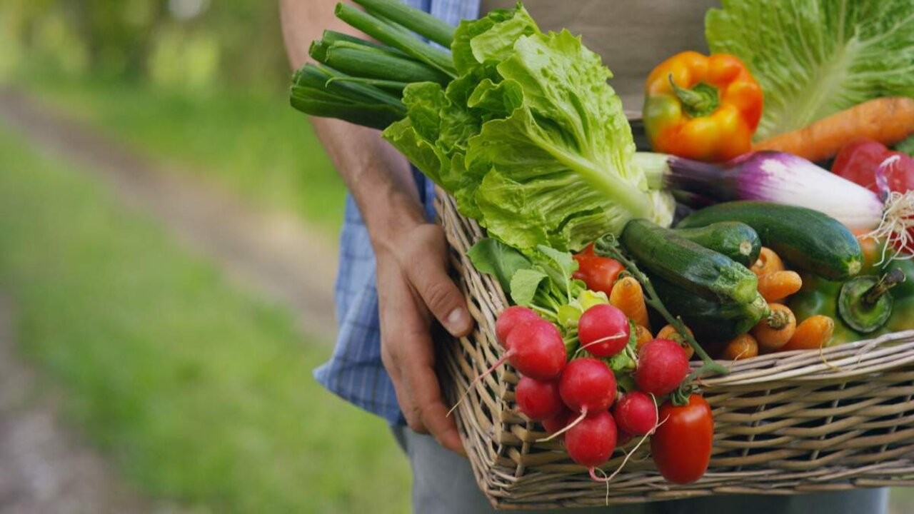 agricultor-comida-dreamstime-1200x655_1.jpg