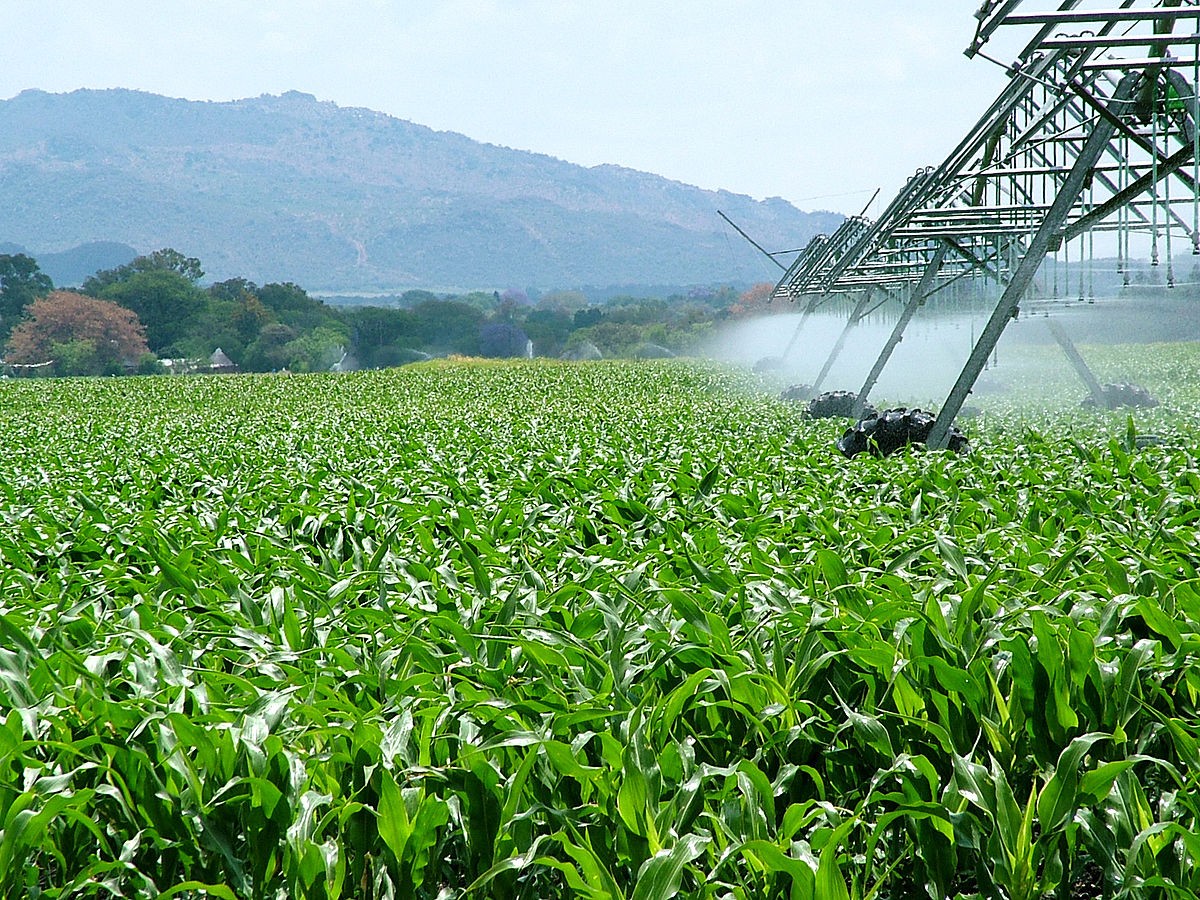 Exportaciones argentinas: en 2022 el 67% fueron productos de la agroindustria 2 agro.jpg