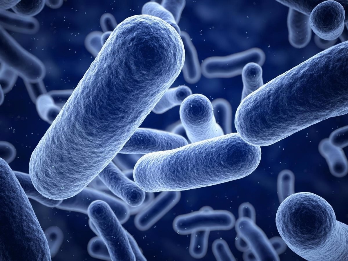 bacterias.jpg