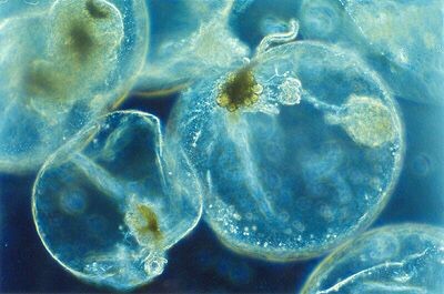 ¿Que son las noctilucas y como tiñeron de azul fluorescente las olas de Mar del Plata? 1 biologia_noctilucas.jpg