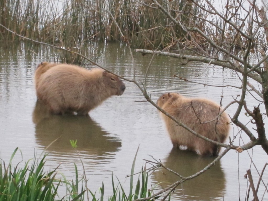 ¿Una escapada de fin de semana en Mar del Plata?, imperdible la Laguna de los Padres 1 carpinchos-laguna-de-los-padres.jpg
