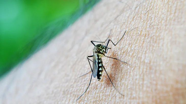 Registraron más de 300 casos de Dengue en distintos puntos de Argentina 1 dengue.jpg