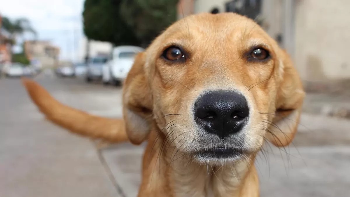 dia-internacional-del-perro-callejero-1.jpg