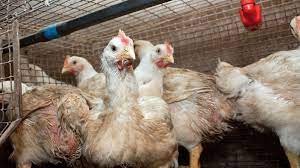 Gripe aviar: murieron 22 mil aves en una granja de Mar del Plata 1 gripe_a.jpg