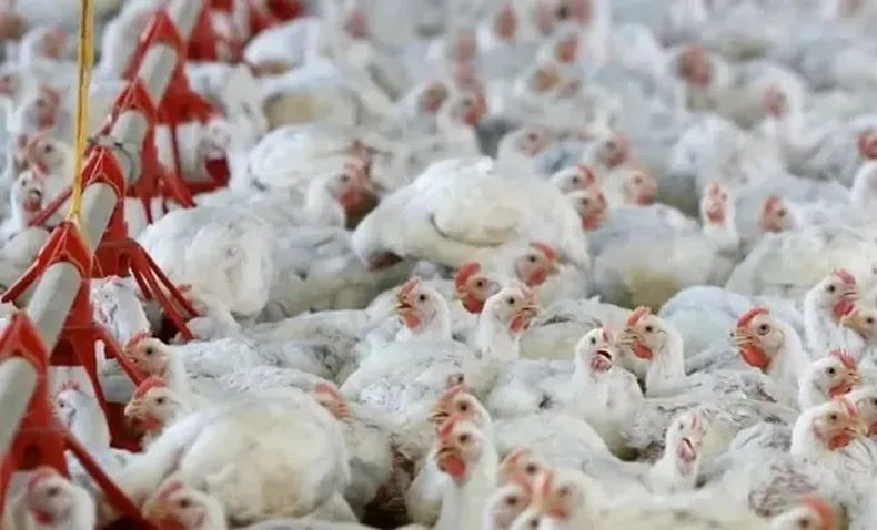 Gripe Aviar: son oficiales las "medidas sanitarias extraordinarias" para evitar su propagación 1 gripe aviar