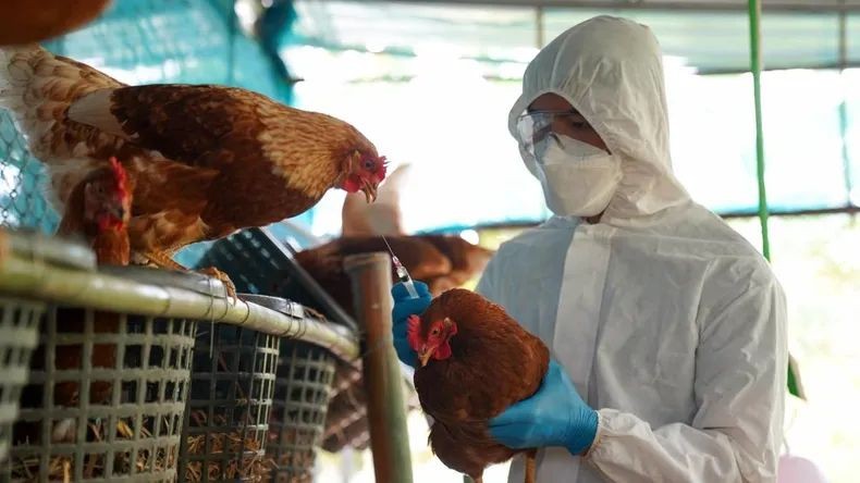 Gripe Aviar: son oficiales las "medidas sanitarias extraordinarias" para evitar su propagación 2 gripe aviar 3