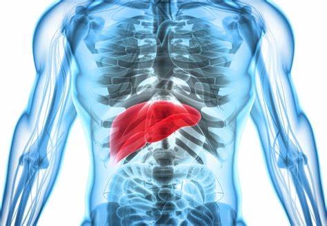 Día Mundial contra la Hepatitis: ¿Por qué se celebra el 28 de julio? 1 hepatitis.jpg