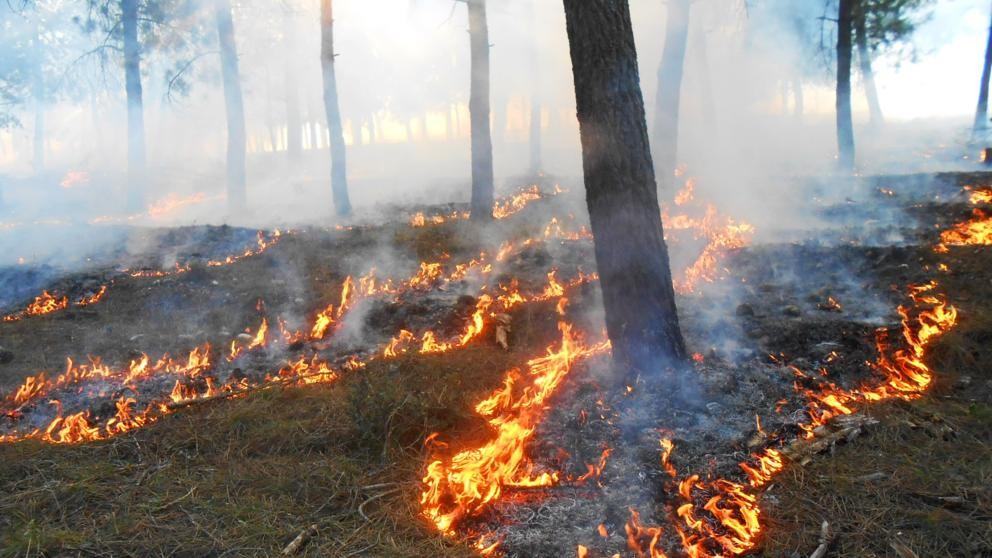 incendios_forestales.jpg