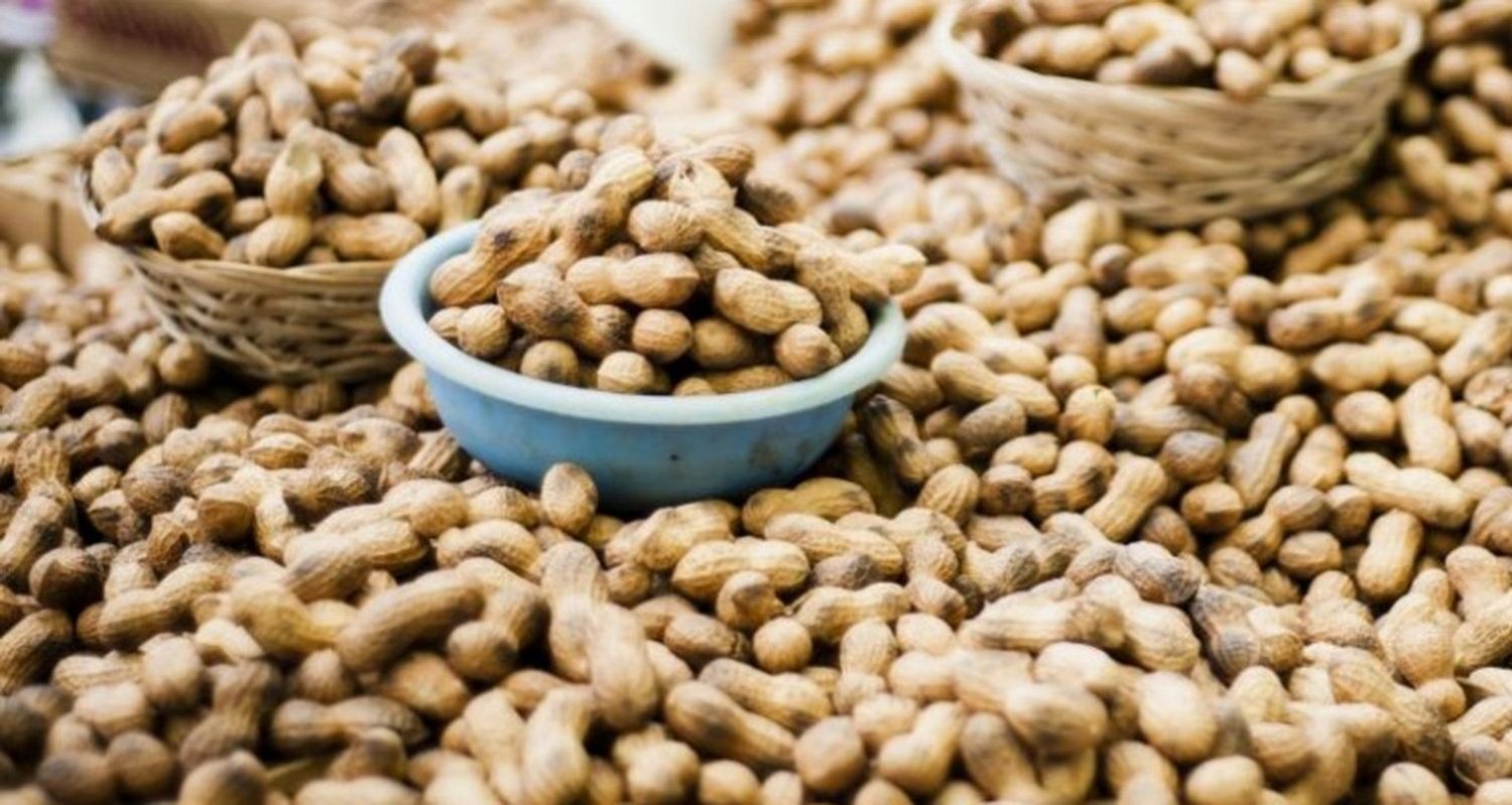 Salud y nutrición: ¿Cuáles son los beneficios que aporta consumir maní a diario? 1 mani.jpg