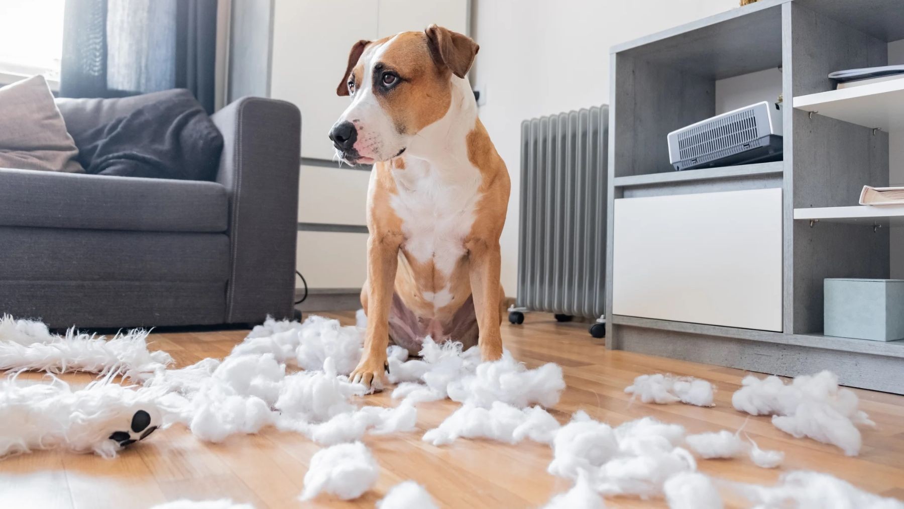 Vacaciones sin mascota: 7 consejos para evitar la ansiedad por separación de tu perro 1 mascota.jpg
