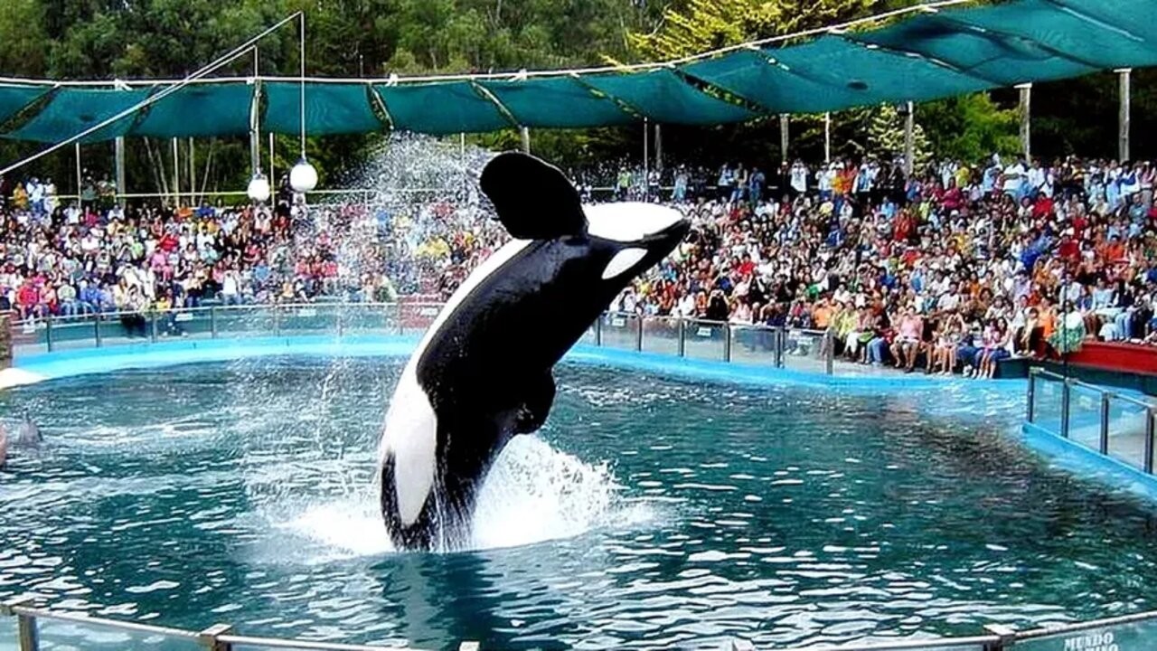 Impulsan un proyecto para prohibir espectáculos de animales de mar en cautiverio 1 mundo-marinowebp.jpg