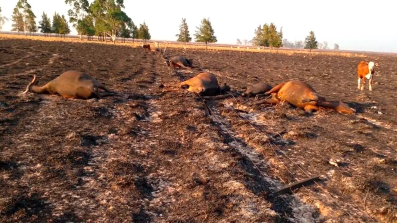 "Alerta ganadera": en Corrientes podría haber hasta un 70% menos de pasto por la sequía y los incendios 1 o_1678749250_1.jpg