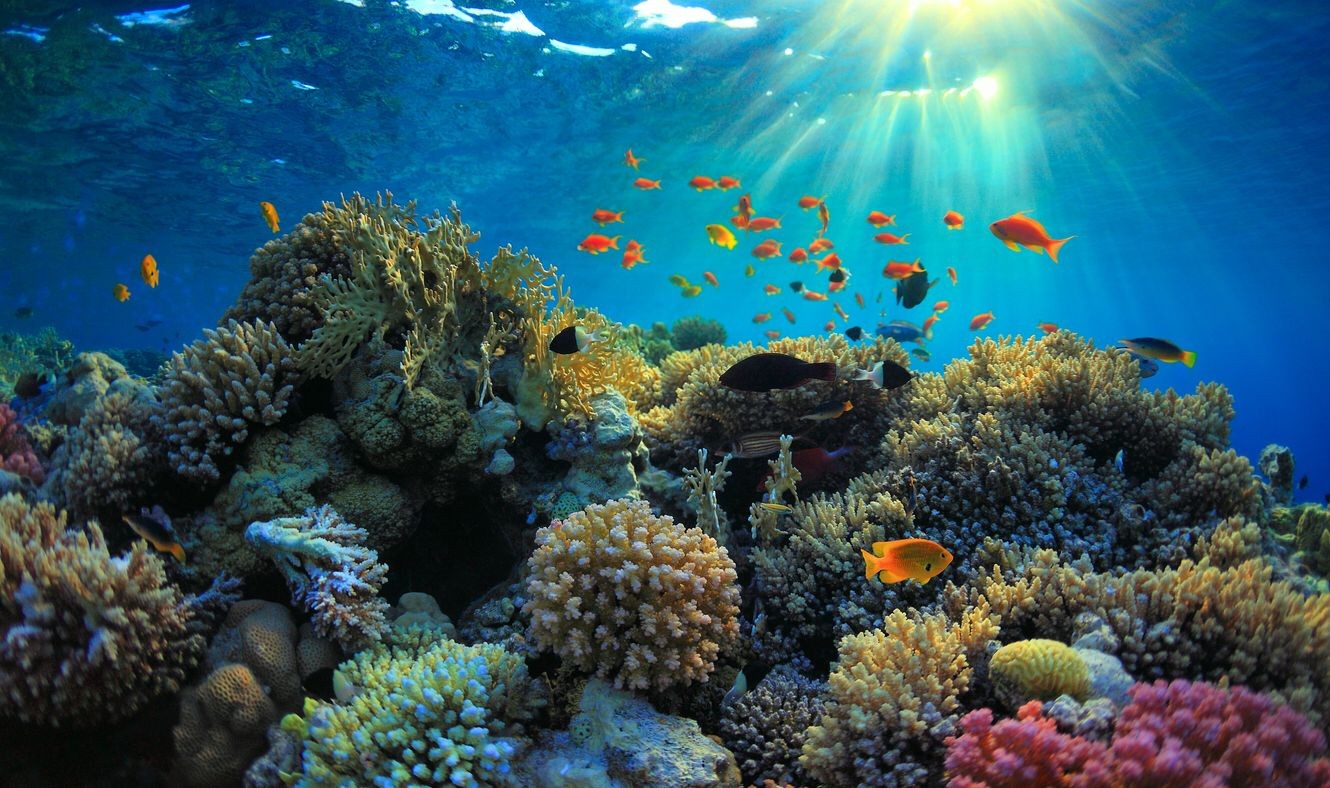 Día Internacional de los Océanos: ¿por qué se celebra el 8 de junio? 1 oceanos.jpg