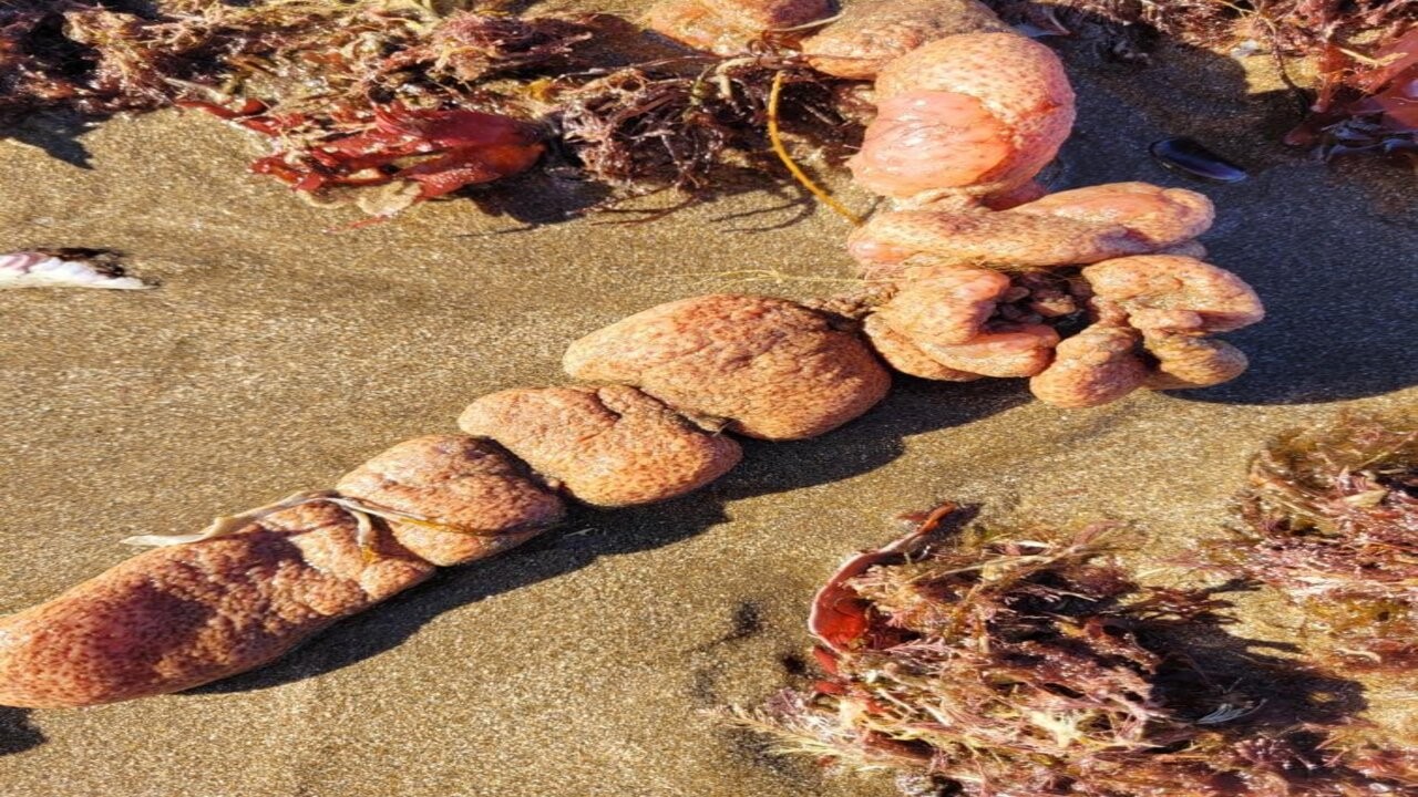 "Papas de Mar": qué son y por qué recomiendan no tocarlas 1 papa_de_mar_2_1.jpg