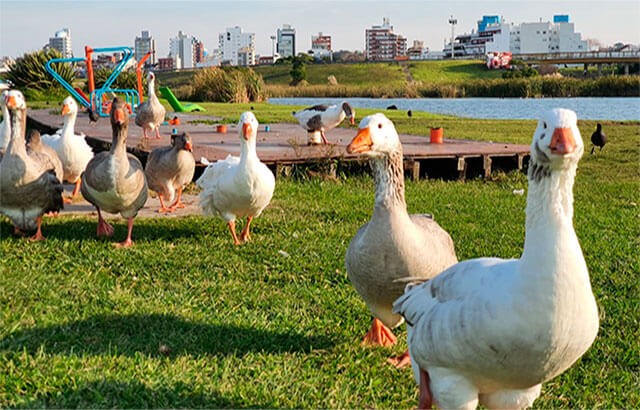 Mar del Plata: llaman a licitación para la creación del Parque Ambiental en Punta Mogotes 1 patos-punta-mogotes.jpg