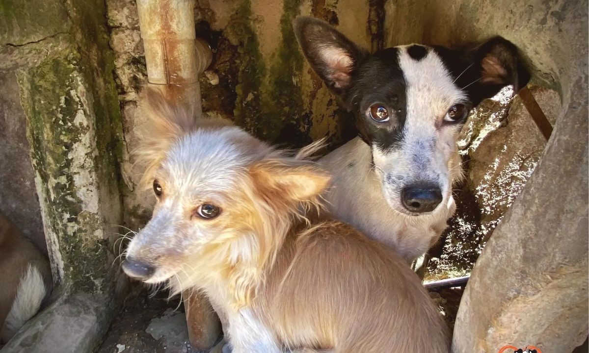 perritos-rescatados-rituales.jpg