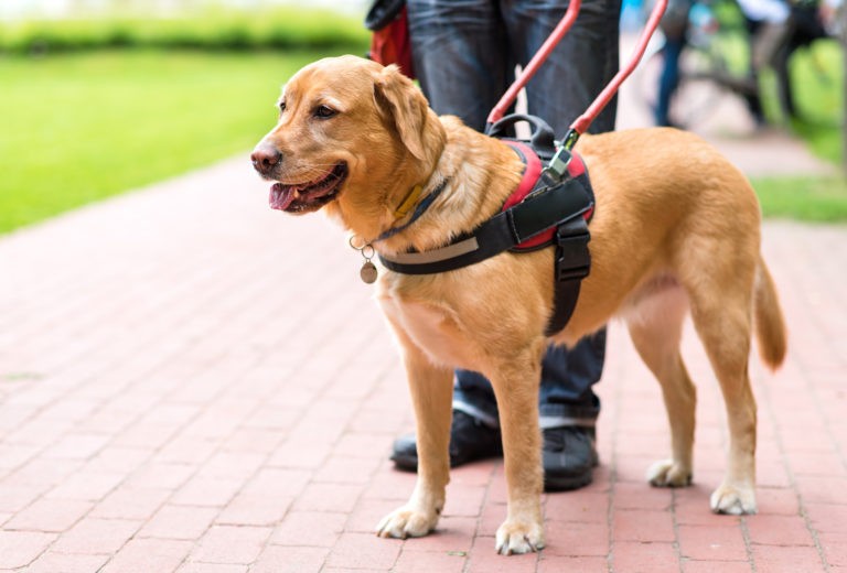 Crean un registro público de personas usuarias de perros de guía 1 perro.jpeg