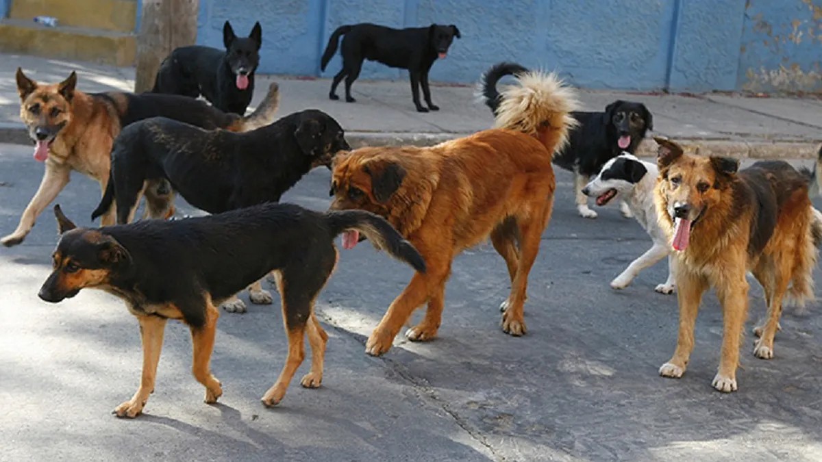 Un hombre tuvo que ser internado tras un ataque de una jauria en Mar del Plata 1 perros.jpg