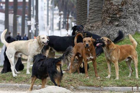 Día Internacional del Perro Callejero: ¿Por qué se celebra el 27 de julio? 1 perros_callejeros.jpg