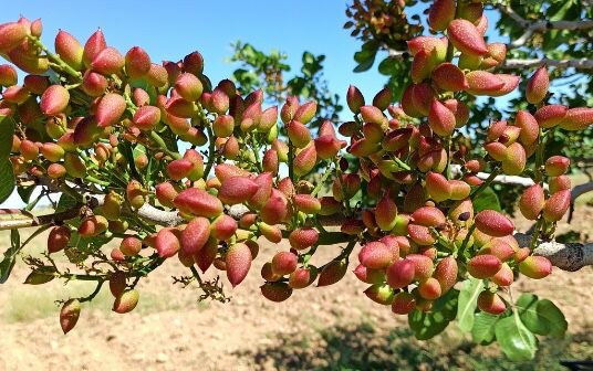 Día Mundial del Pistacho: ¿qué beneficios trae consumir este alimento? 1 pistacho.jpg