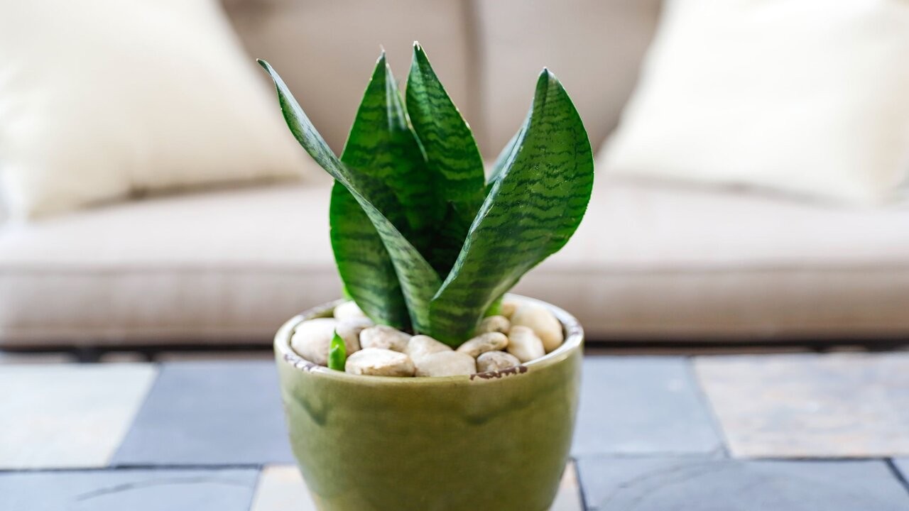 Zamioculca: una planta de interior resistente y decorativa 1 plantas-de-interior-resistentes-2-1543351859_1.jpg